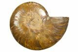 Cut & Polished Ammonite Fossil (Half) - Madagascar #318086-1